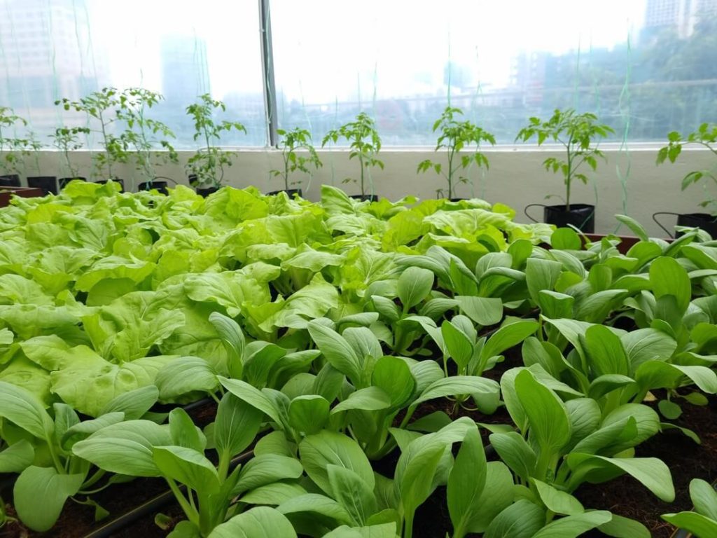 A picture showing Asian greens such as pak choy and ong king chinese cabbage growing in an enclosed greenhouse at Sunway Pyramid's "the farm"