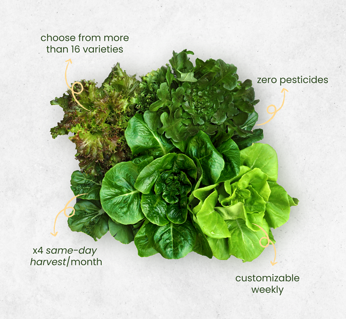 Subscribe to customized weekly vegetable harvest. Zero pesticides, same-day harvest, and over 16 varieties to choose from. Monthly Growner subscription covers 4 weeks per month.