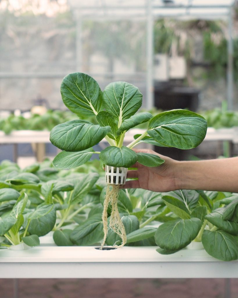 what is hydroponic farming?