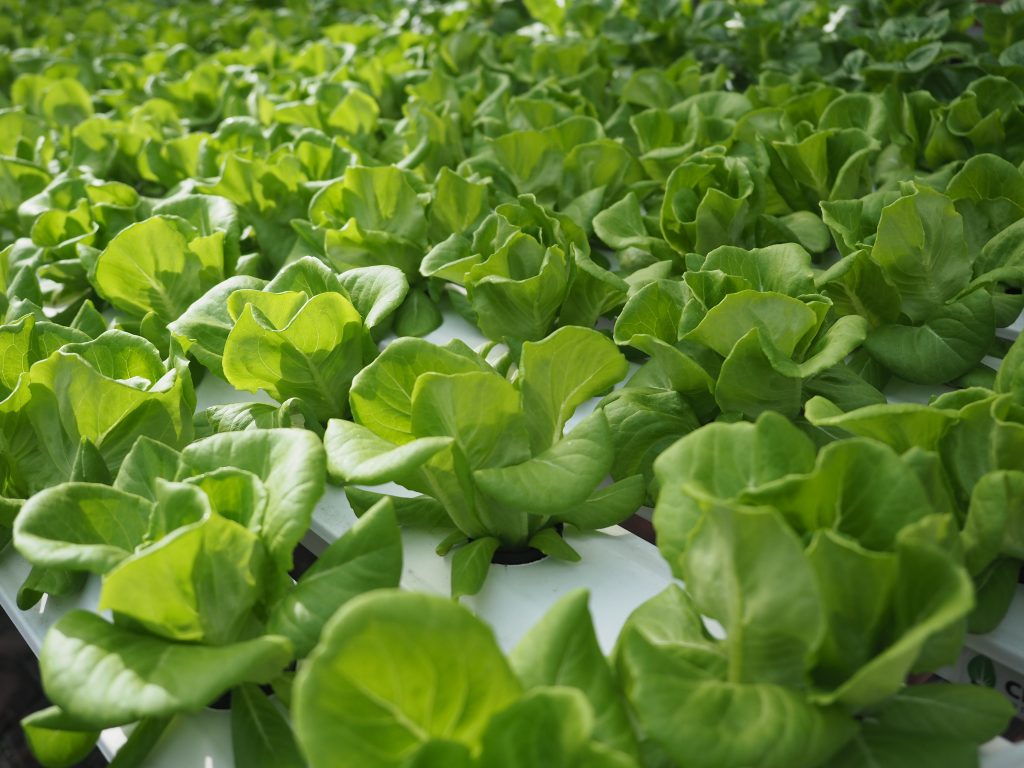 Benefits of hydroponic farming