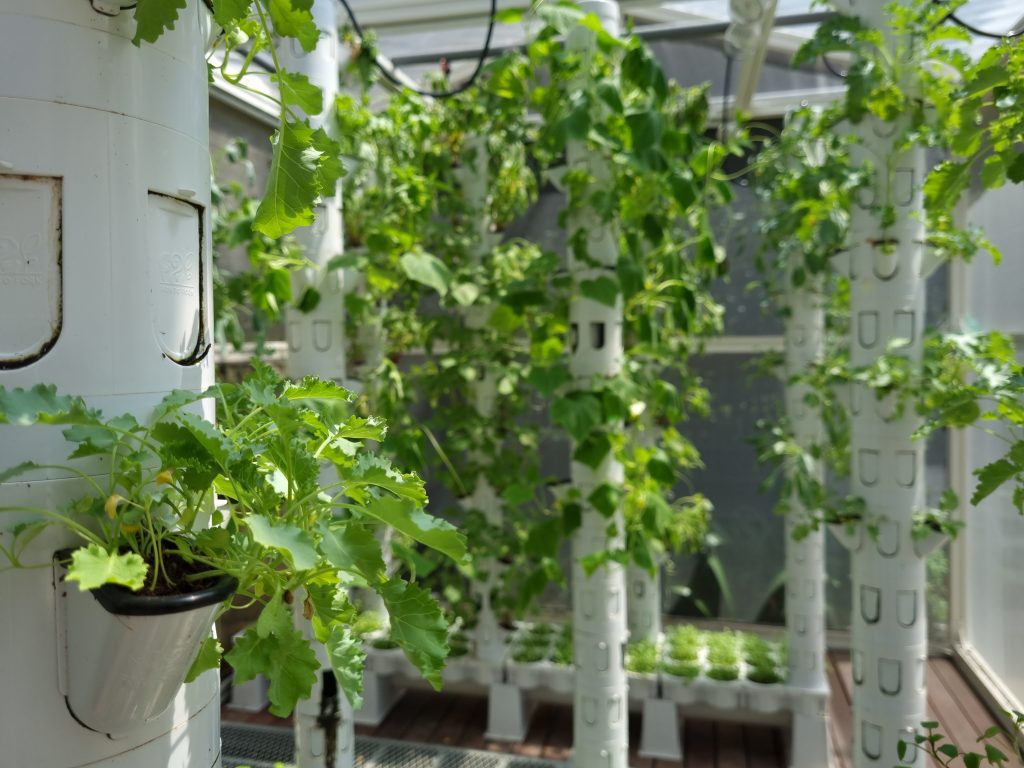 Differences between vertical farming and hydroponic farming