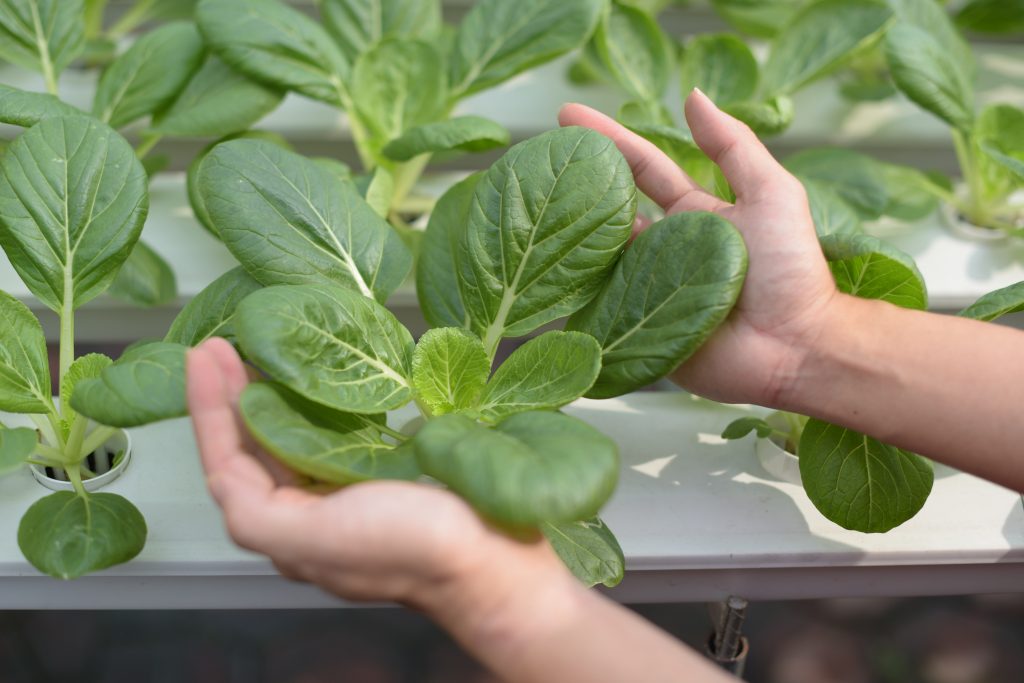 Guide to hydroponic farming at home in Malaysia