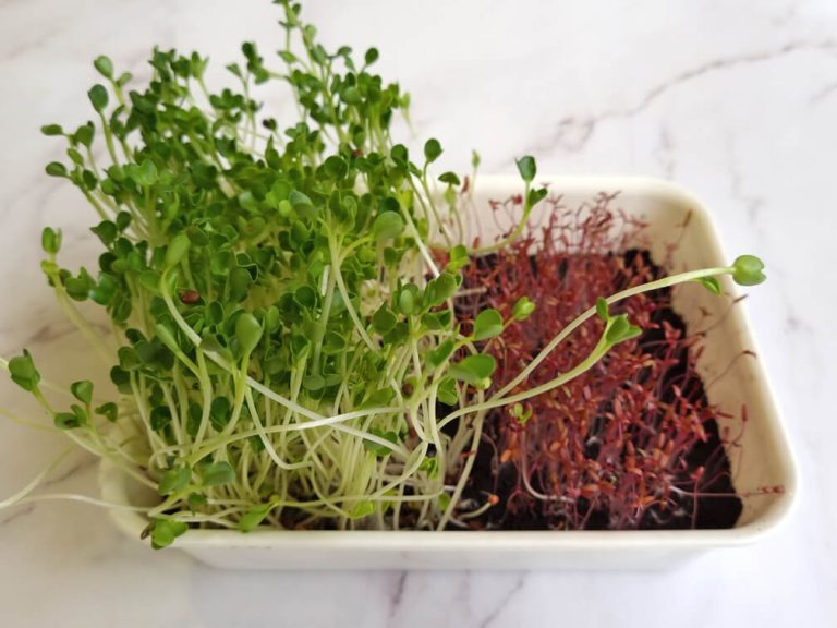 How to Grow Microgreens at Home Sunway XFarms