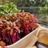 Microgreens Growing Kit - Image 7