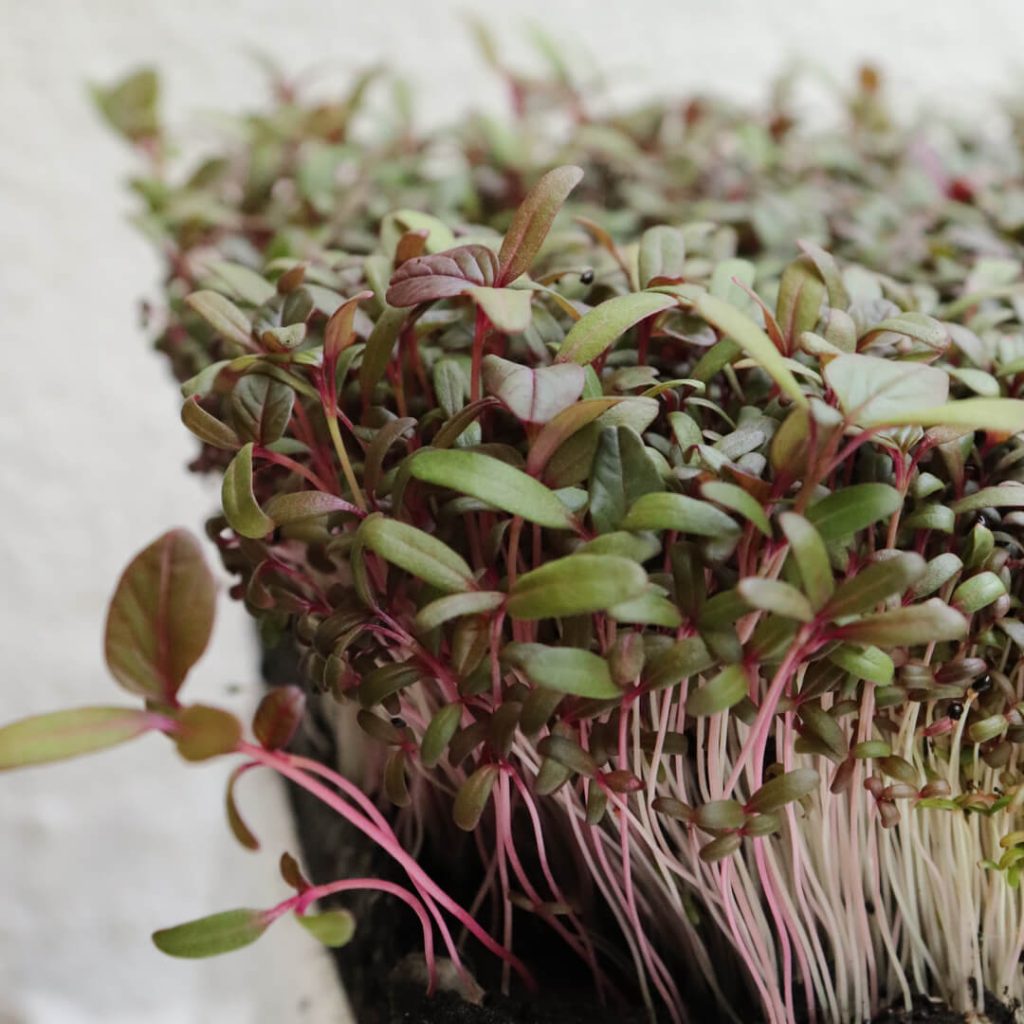 Red Amaranth Microgreens (Preorder) Sunway XFarms