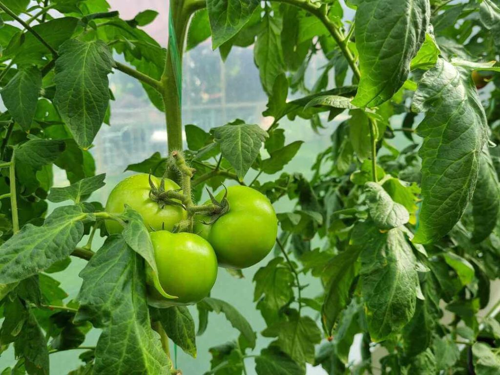 A photo of pesticide-free tomatoes growing in an enclosed greenhouse