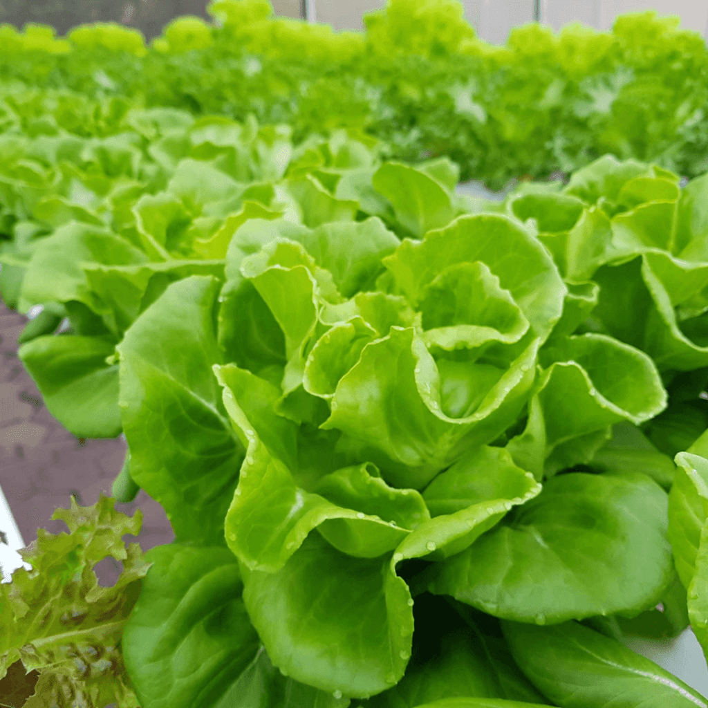 Premium Salad Lettuce Mix - Sunway XFarms