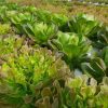 Gourmet Mix (Salad Leaf Mix + Fruity Vegetables) - Image 7