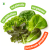 Gourmet Mix (Salad Leaf Mix + Fruity Vegetables) - Image 9