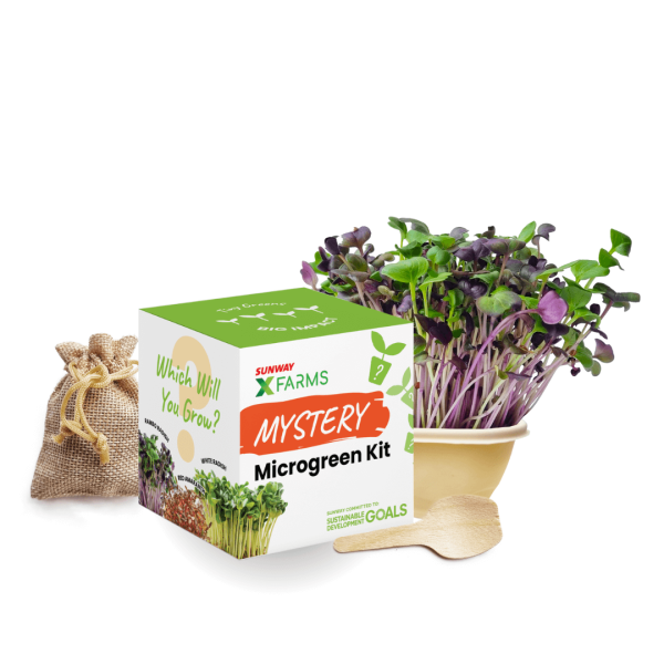 Mystery Microgreens Growing Kit