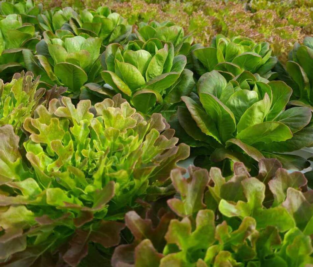 Rows of red lettuces such as oakleaf, butterhead & red coral are being grown in hydroponic channels. This is a pesticide-free method of growing in controlled environments such as enclosed greenhouses.